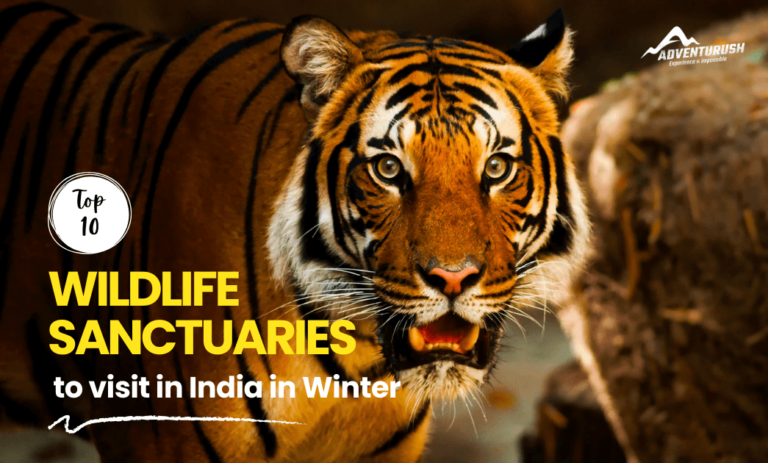 Top 10 Wildlife Sanctuaries In India You Must Visit